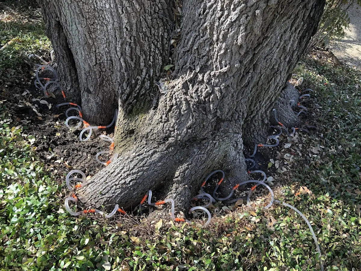 Detailed Tree Cabling and Bracing job site in Star Lake